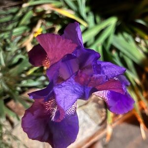 Meet your Posher, Leo